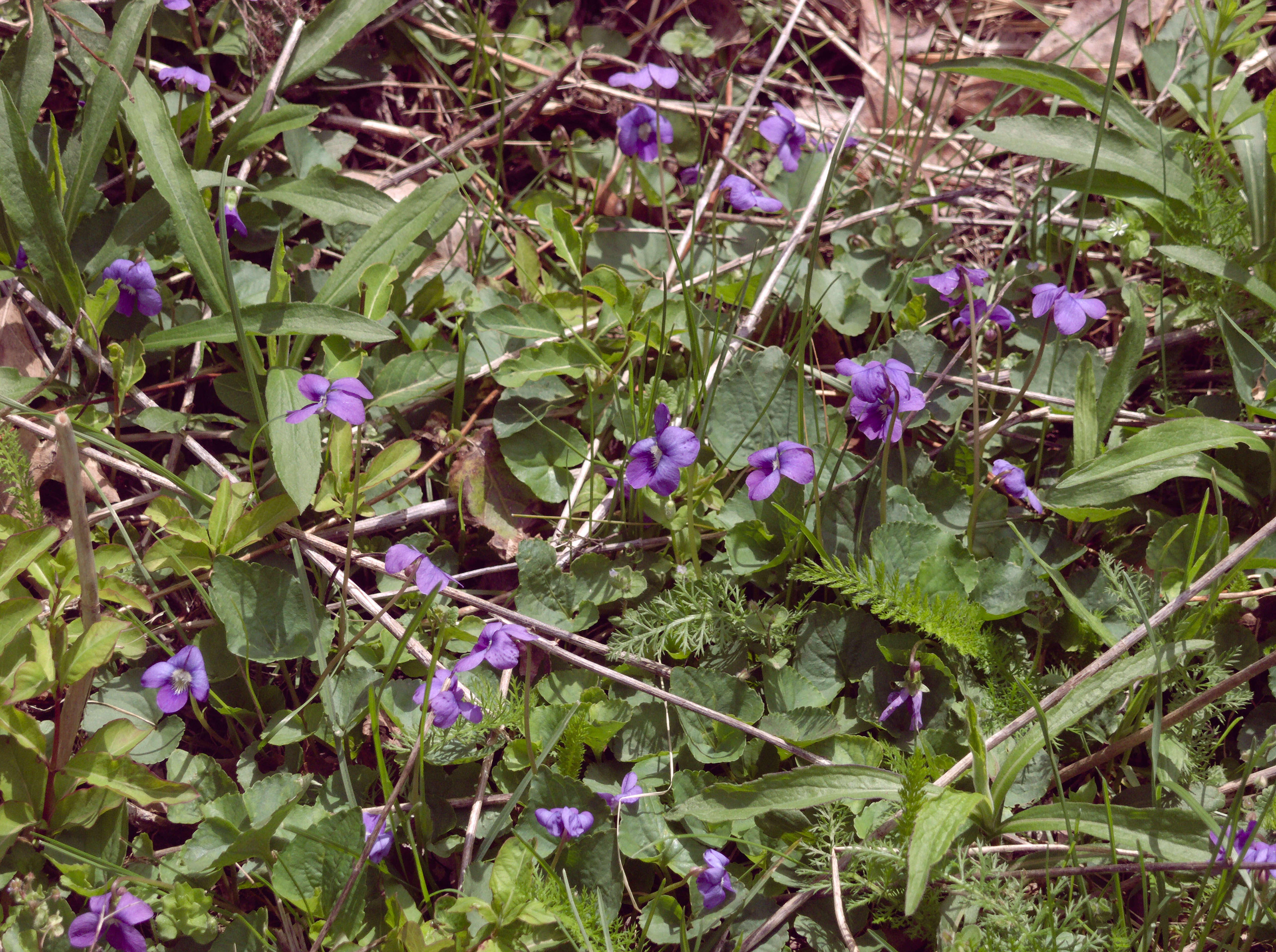 Image of common blue violet