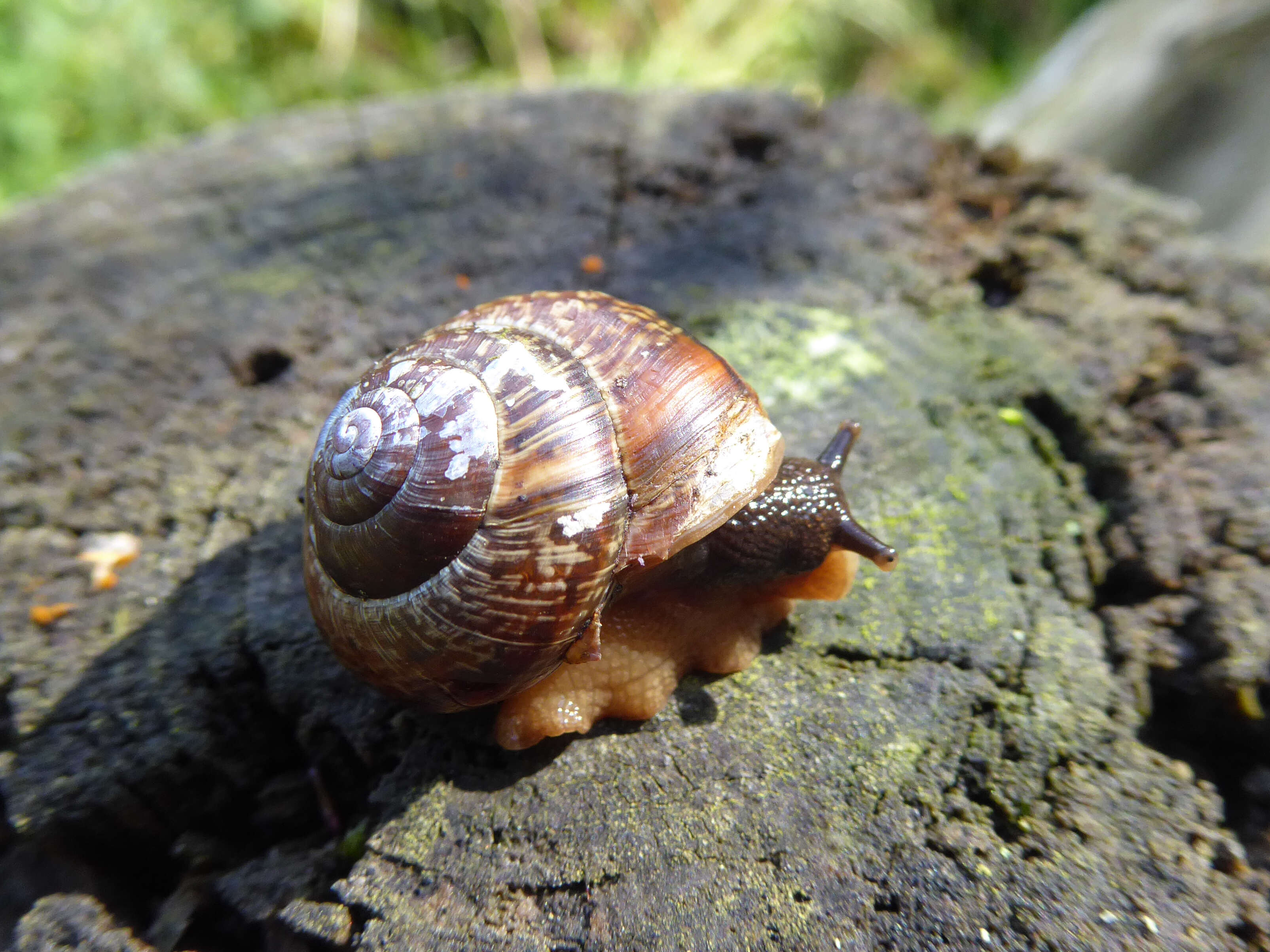 Image of Copse Snail