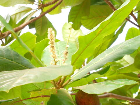 Image of tropical-almond