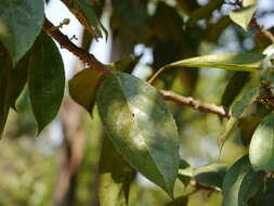 Image of Symplocos cochinchinensis (Lour.) Moore