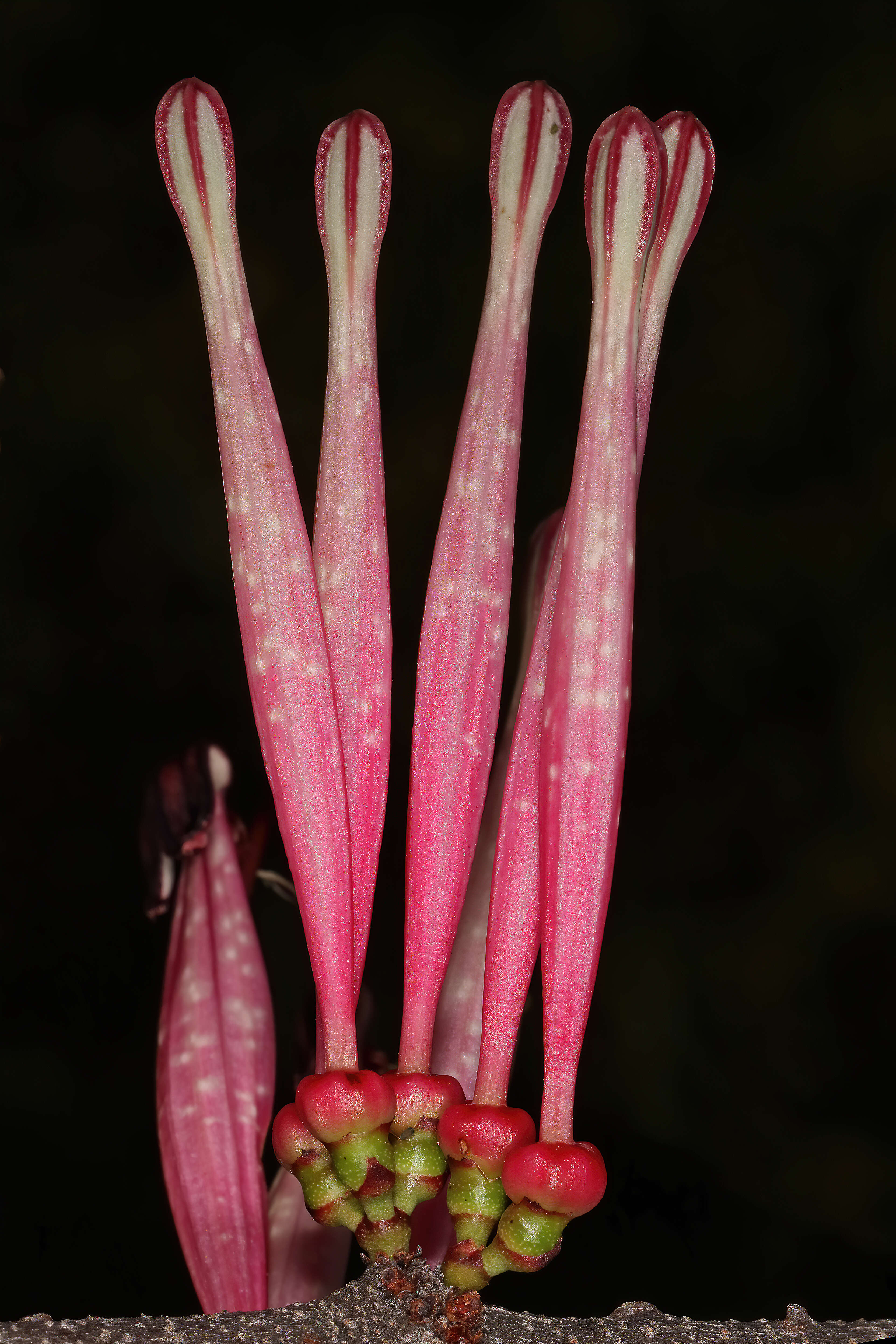 Image of Tapinanthus rubromarginatus (Eng I.) Danser