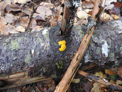 Image of Orange jelly spot