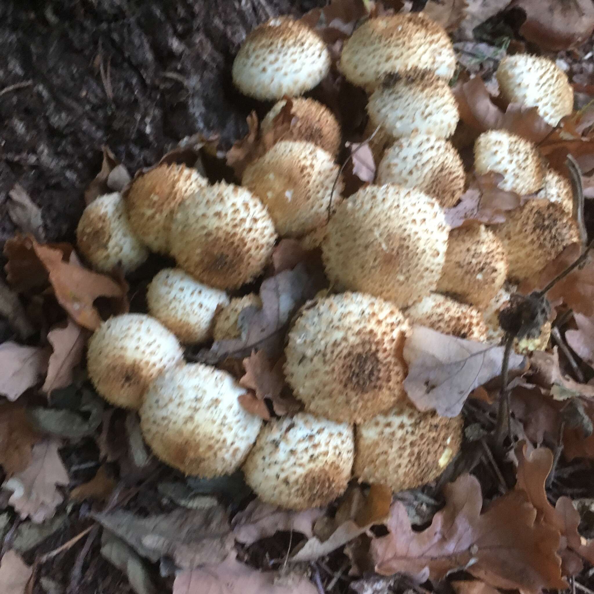 Pholiota squarrosa (Vahl) P. Kumm. 1871 resmi