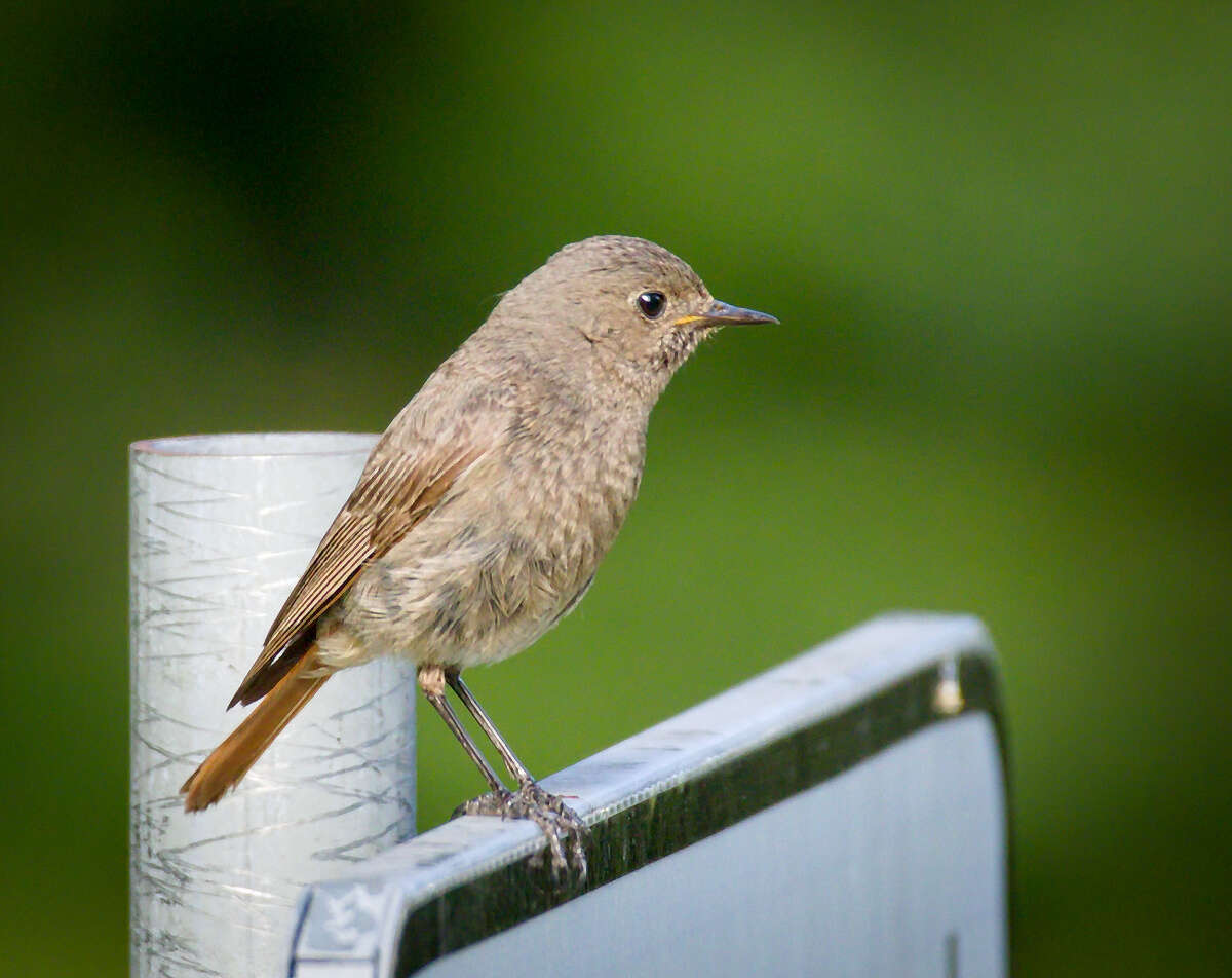 Image of Black Redstart