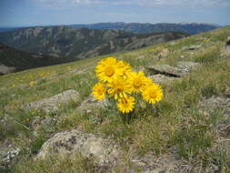 Image of graylocks four-nerve daisy