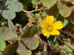 Image of creeping woodsorrel