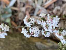 Imagem de Leucopogon attenuatus A. Cunn.