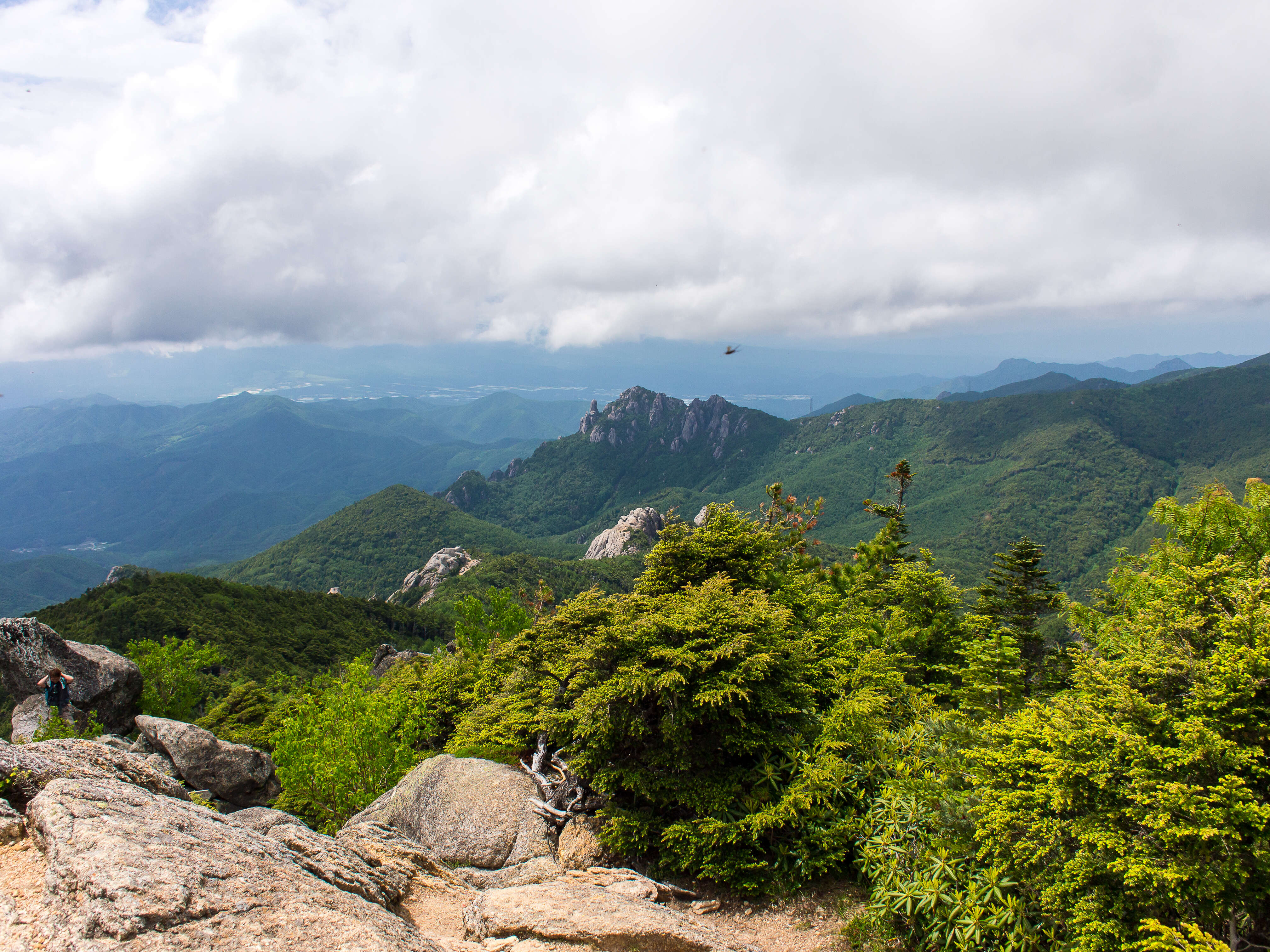 Image of Northern Japanese Hemlock