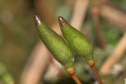 Image of Green shield moss