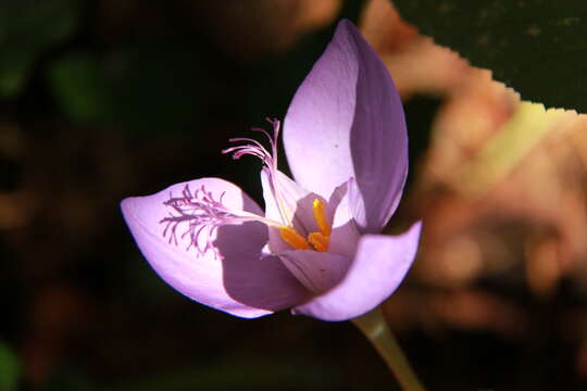 Image of Byzantine crocus