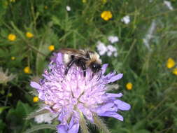 صورة Bombus norvegicus (Sparre-Schneider 1918)