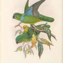 Image of Blue-collared Parrot