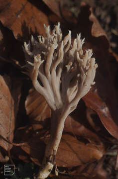 Image of Clavulina coralloides (L.) J. Schröt. 1888