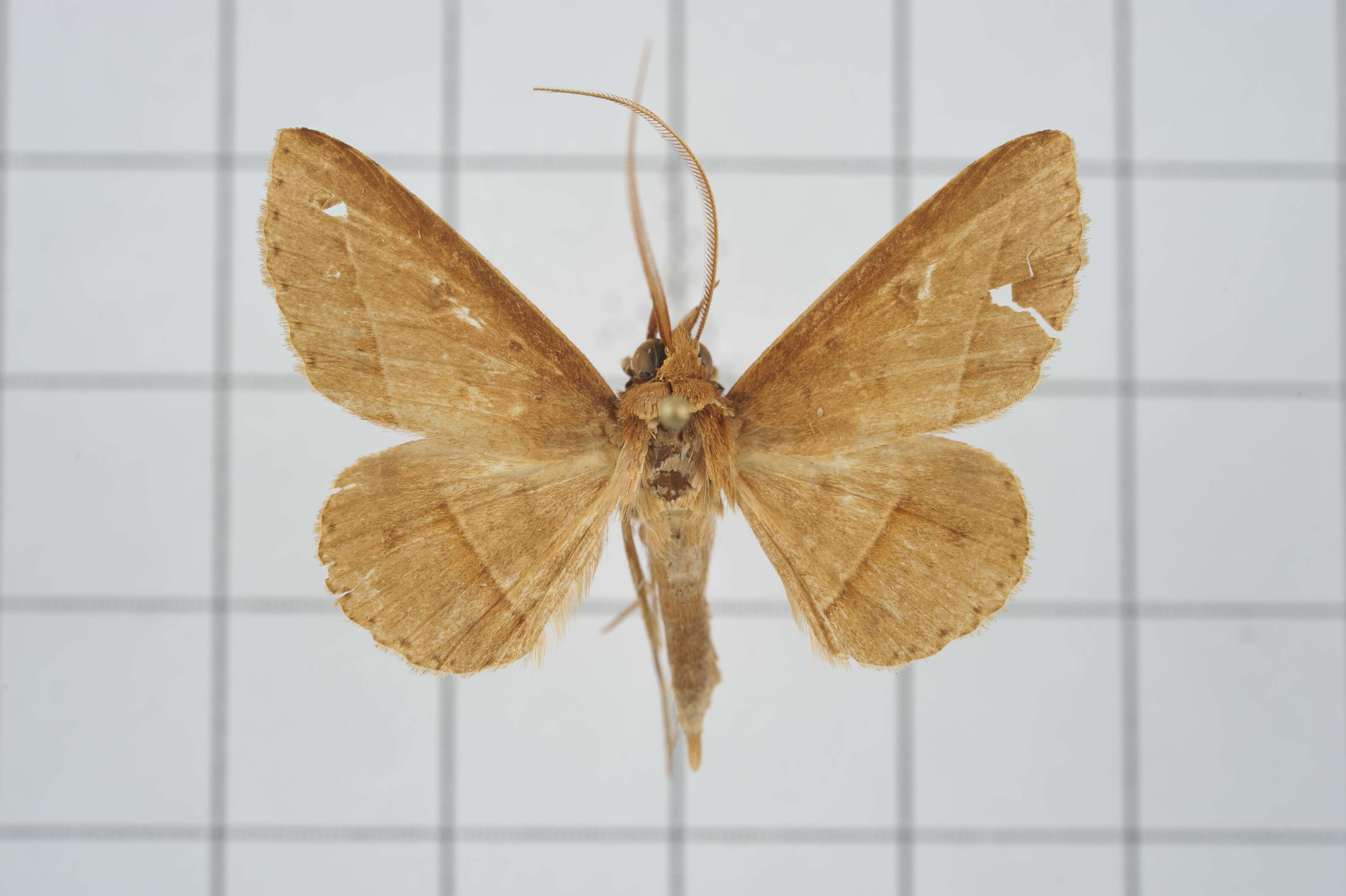 Image of Tochara creberrima (Walker 1858)