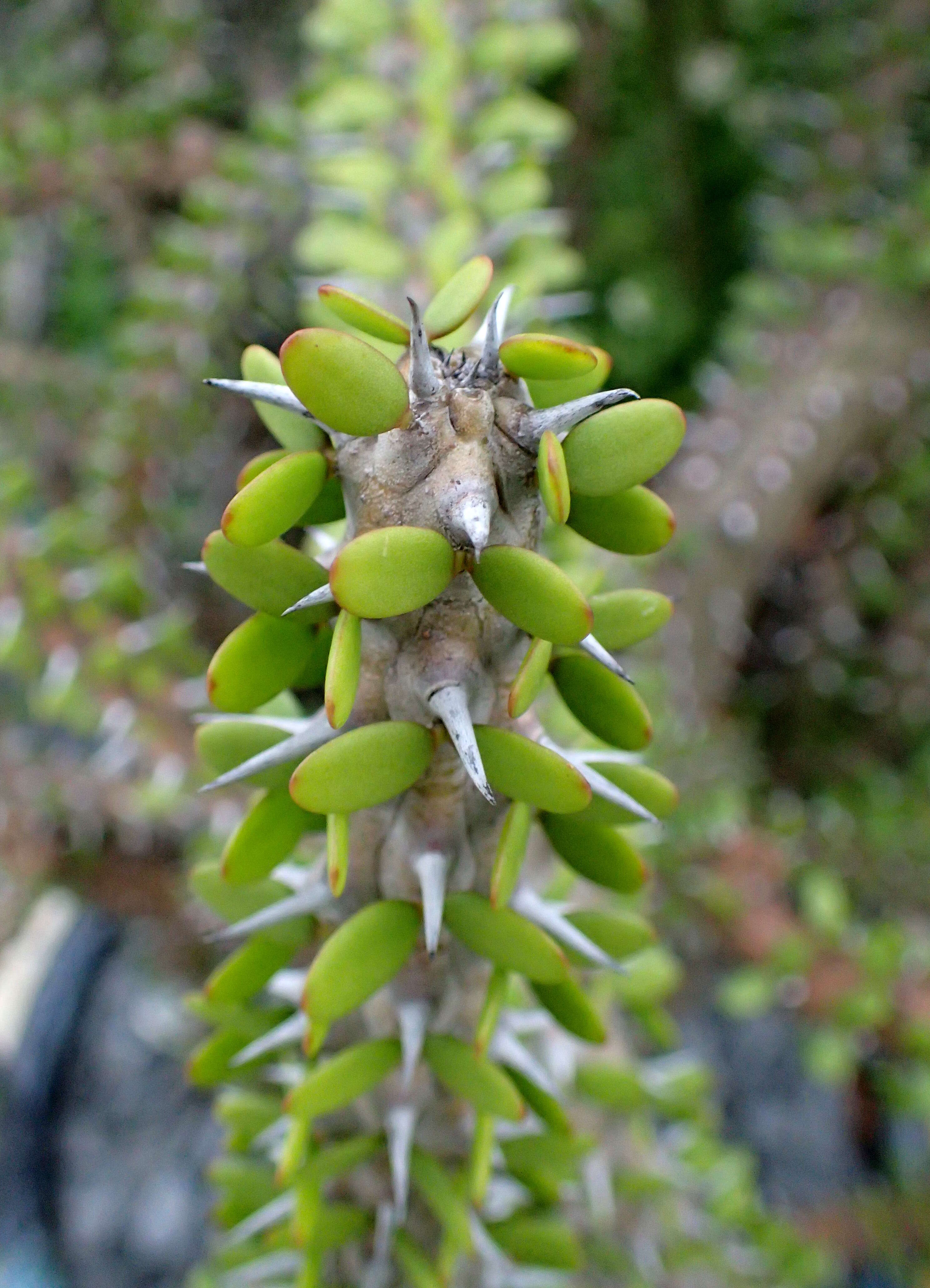 Image of Alluaudia comosa (Drake) Drake