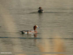 Image of Eurasian Wigeon