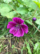 Image of high mallow