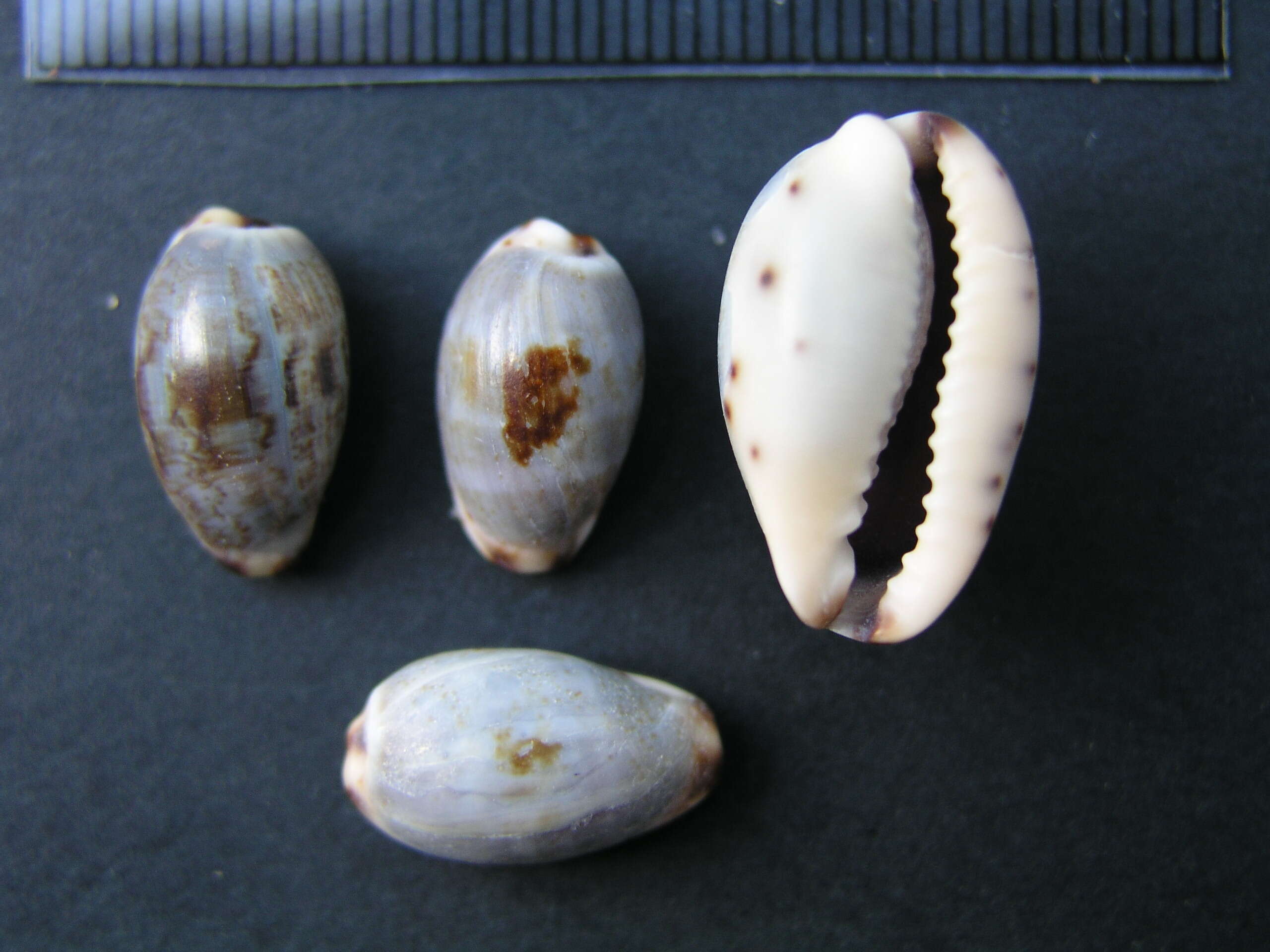 Image of graceful cowrie