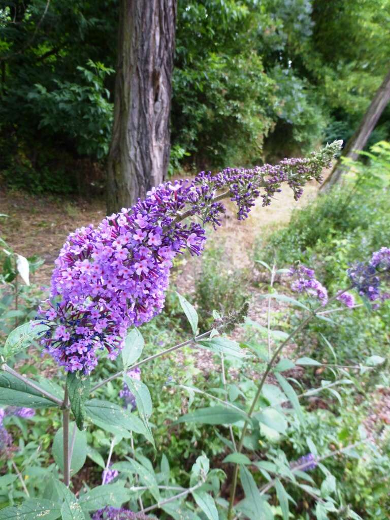 Image of butterfly-bush