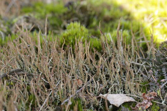 Image of cup lichen