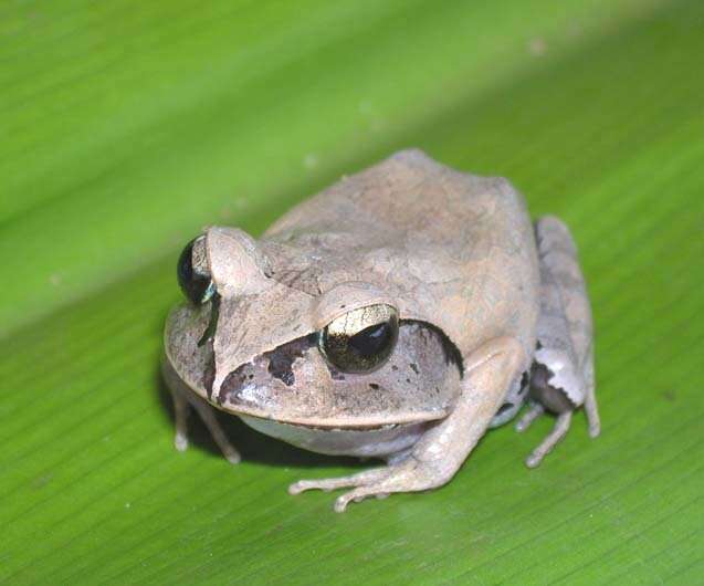 Image of Aglyptodactylus Boulenger 1918