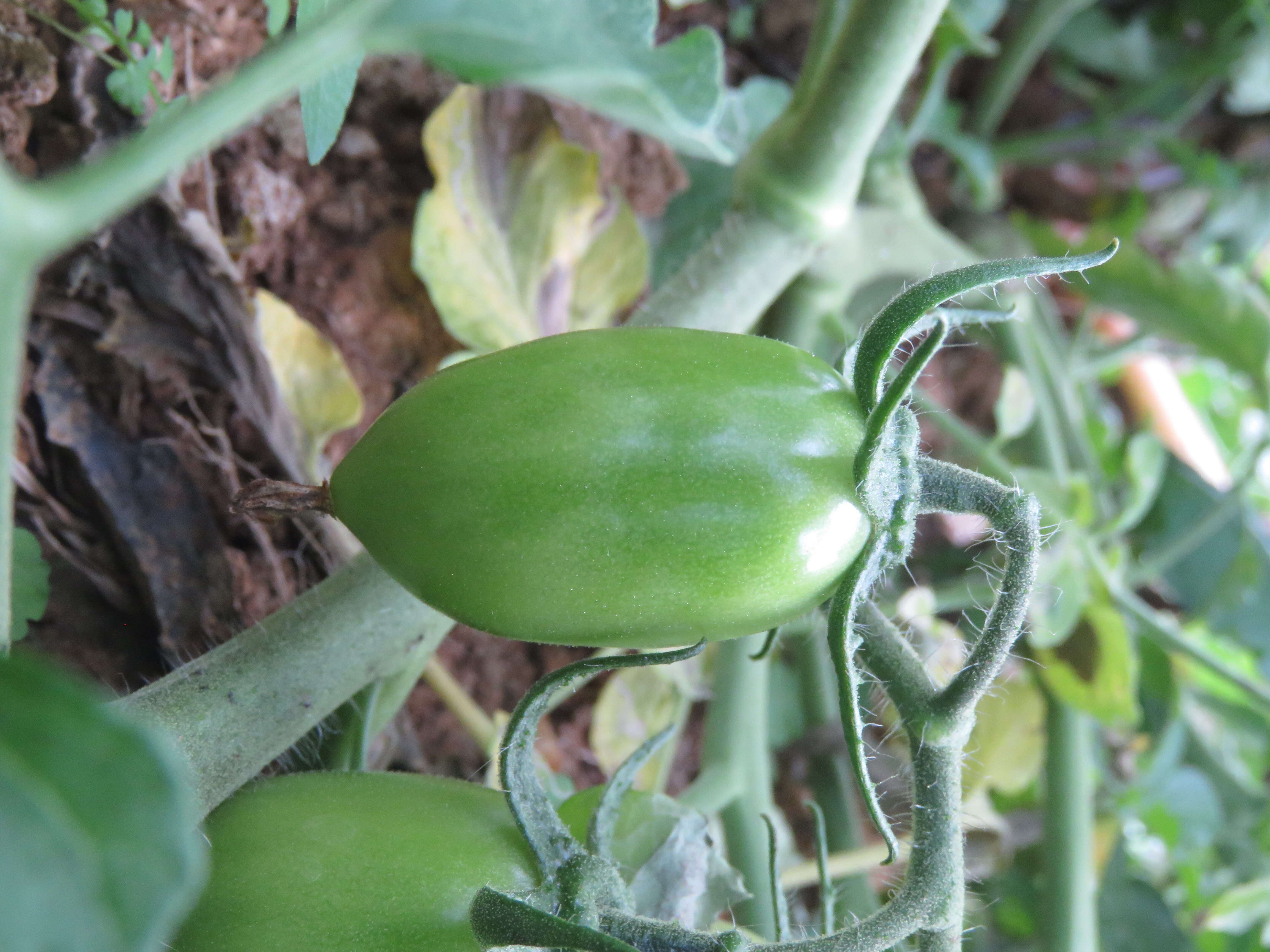 Image of tomato