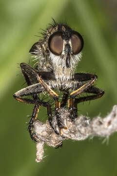 Image of robber flies