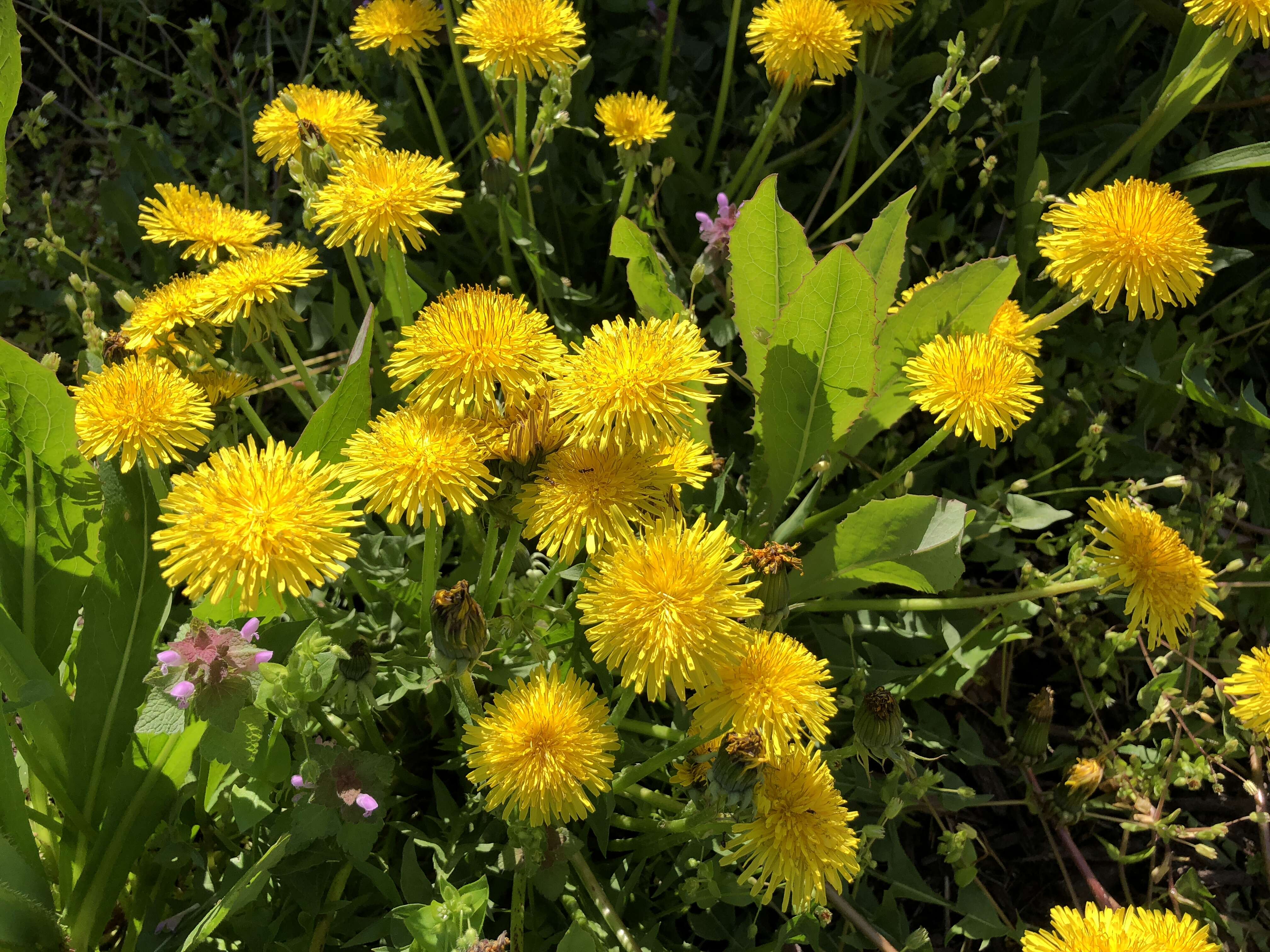 Image of Common Dandelion