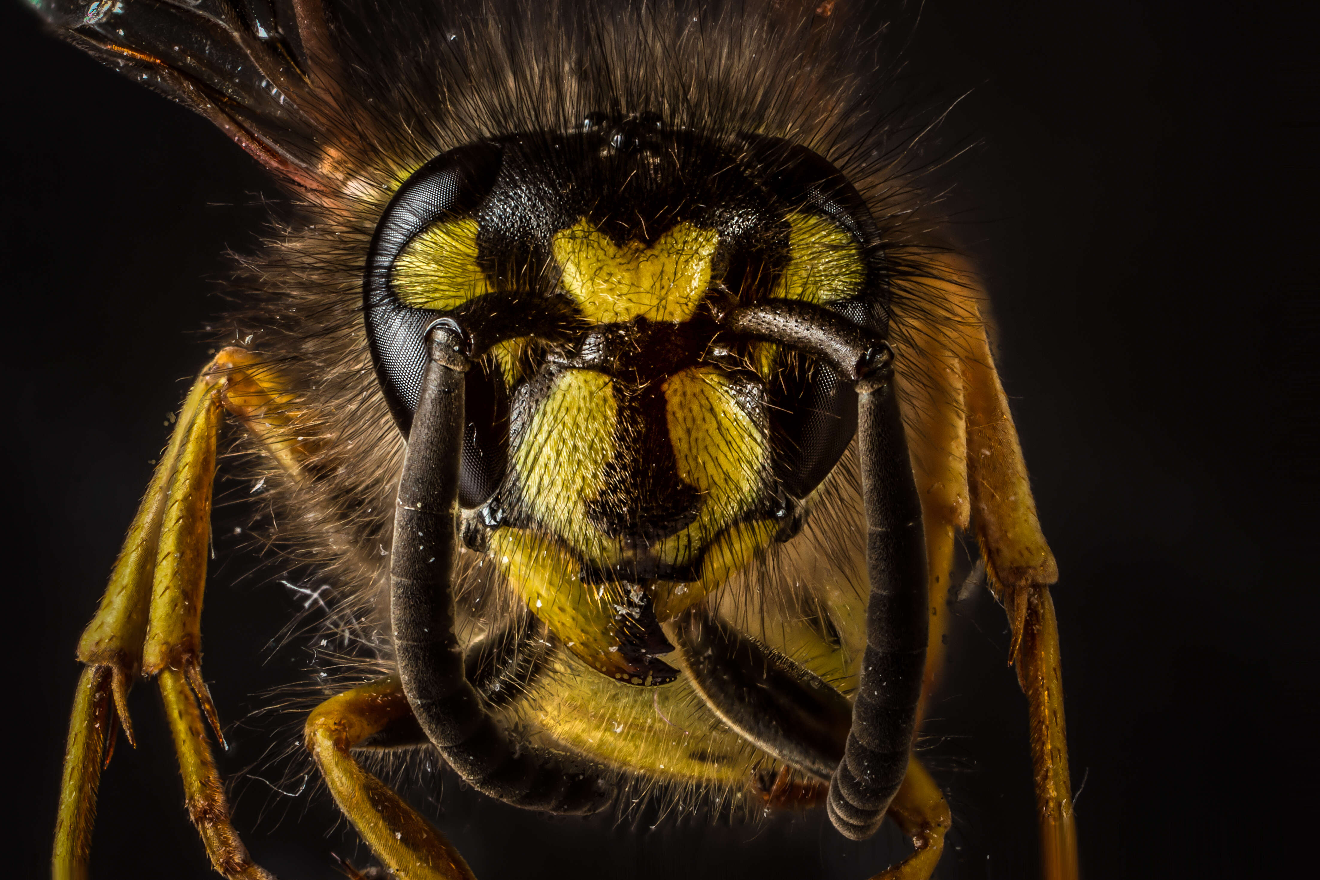 Image of Common wasp