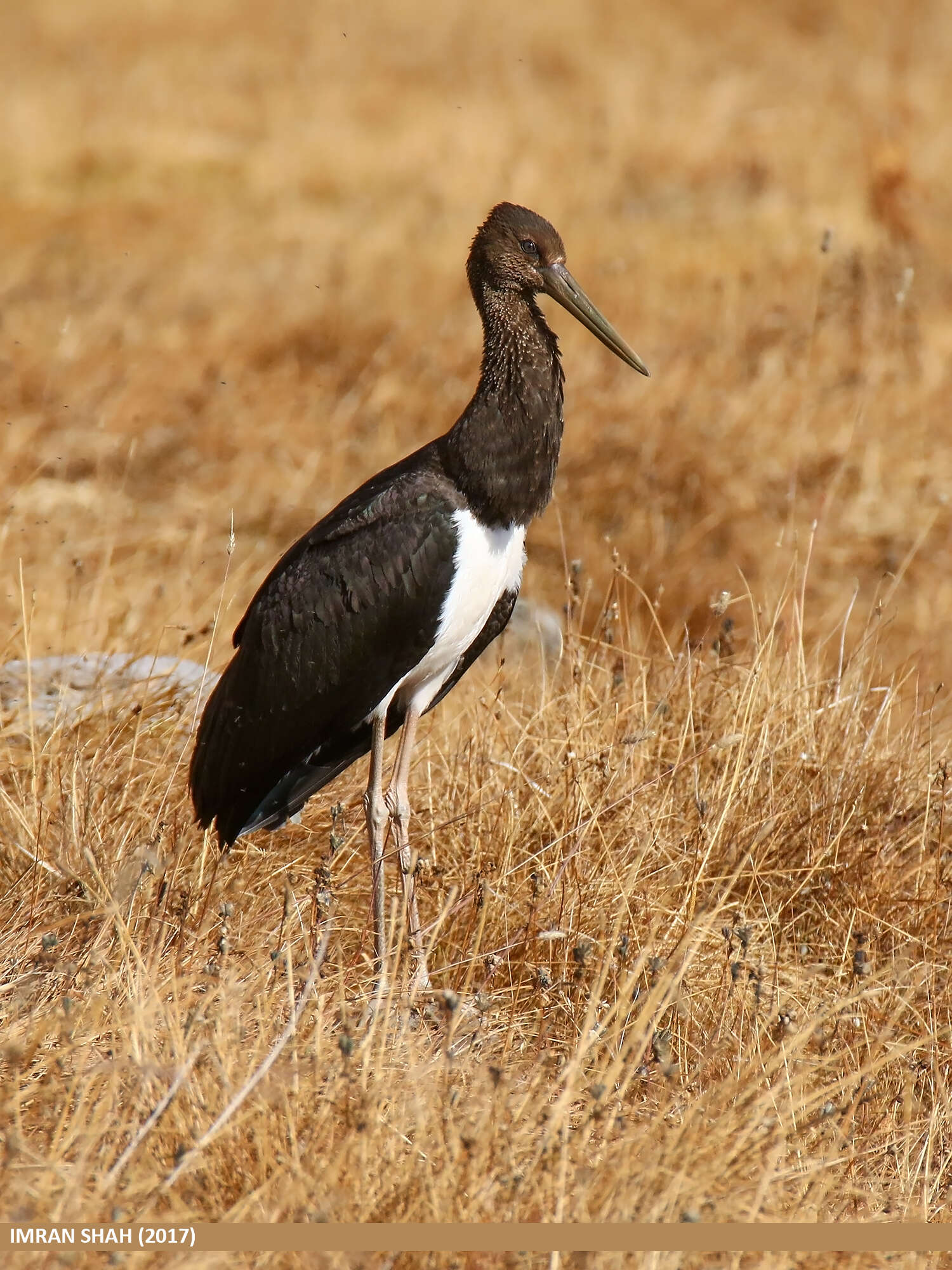 Image of Black Stork