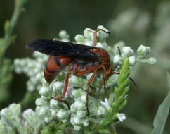 Image of Tachypompilus ferrugineus