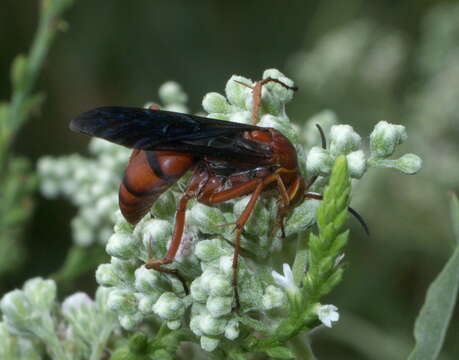 Image of Tachypompilus ferrugineus