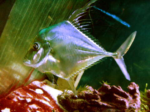 Image of Indian threadfish