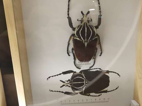 Image of Goliathus goliatus (Linnaeus 1771)