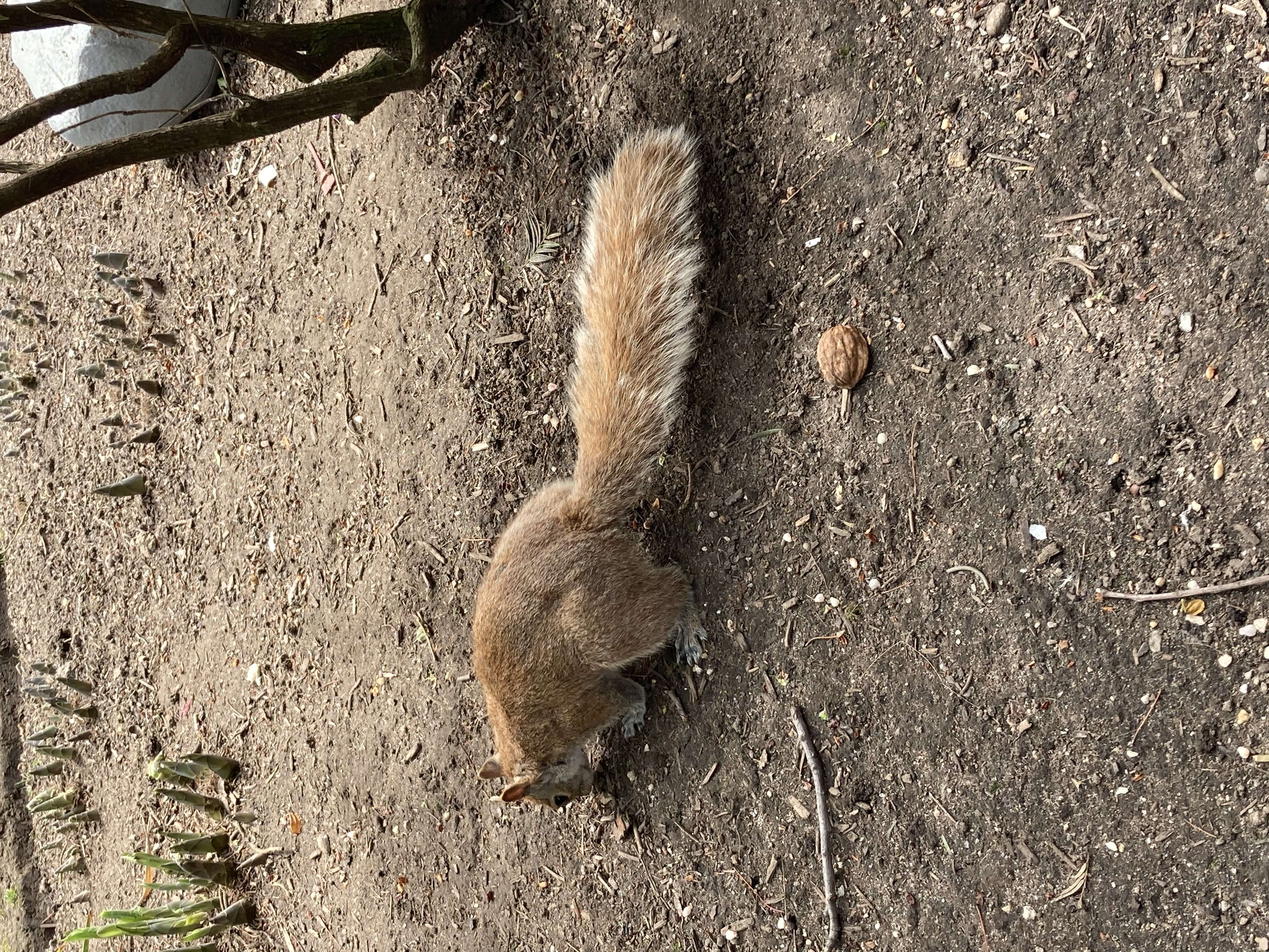 Image of Sciurus subgen. Sciurus Linnaeus 1758