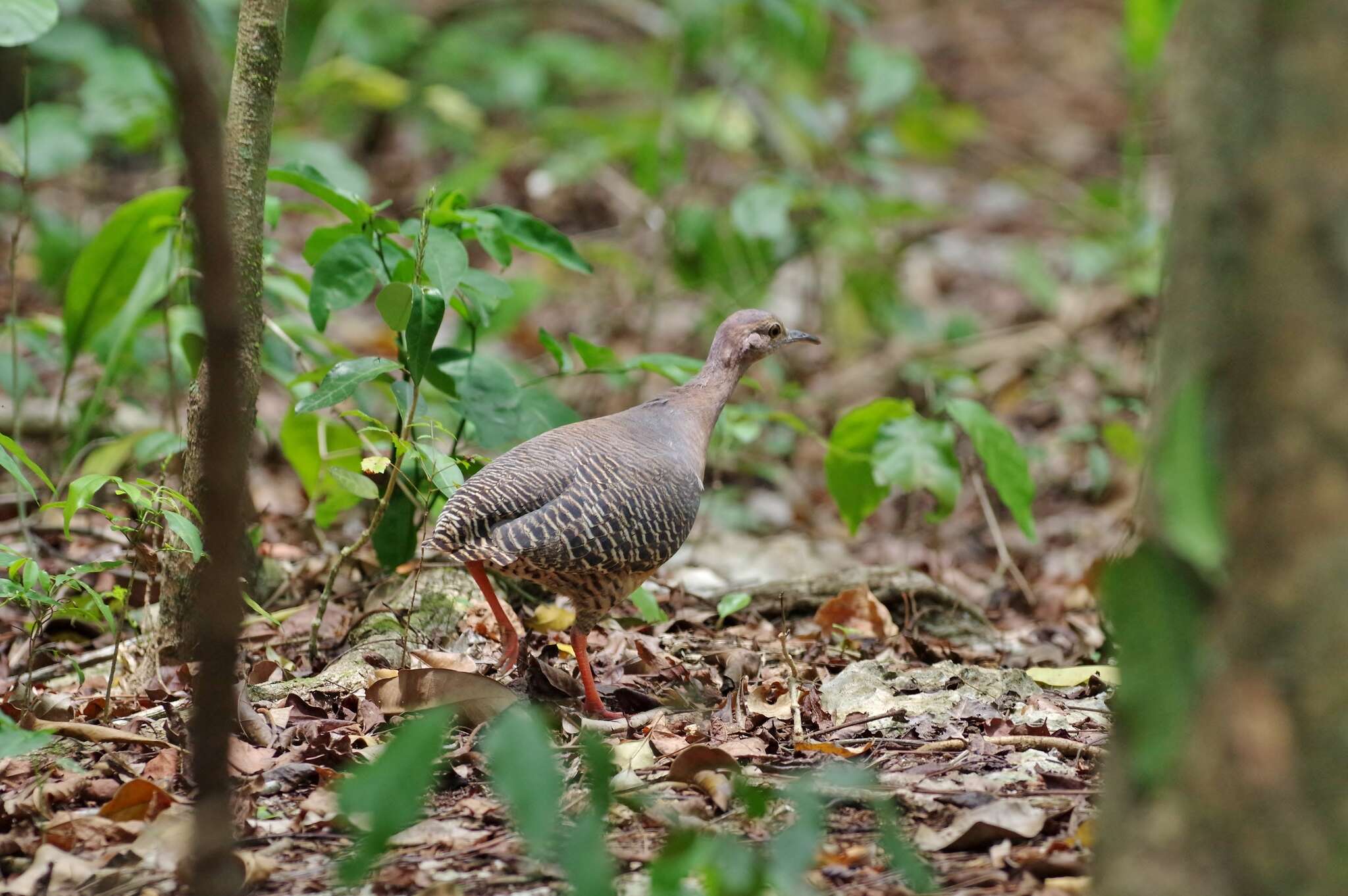 Image of Eastern Thicket Tinamou