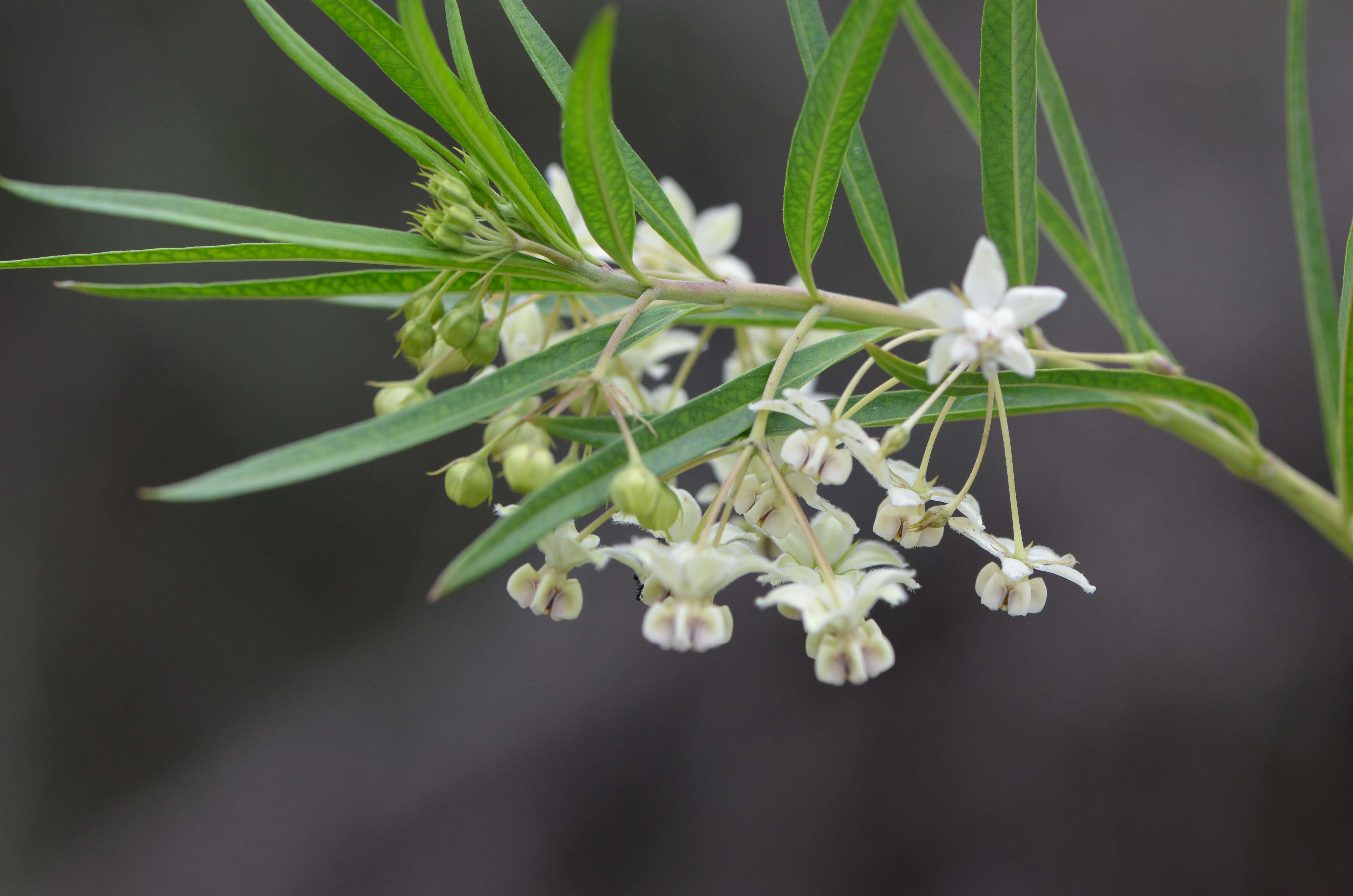 Image of Milkweed