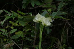 Слика од Pecteilis gigantea (Sm.) Raf.