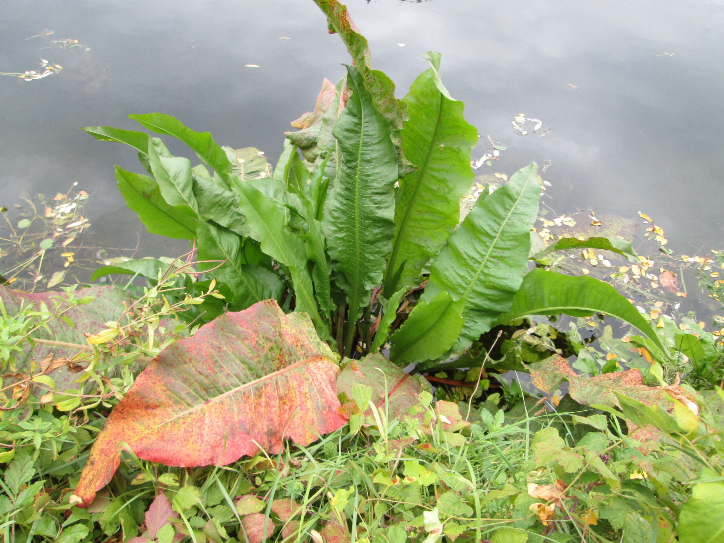 Image of Water Dock