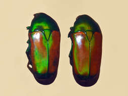 Image of Chlorocala africana (Drury 1773)