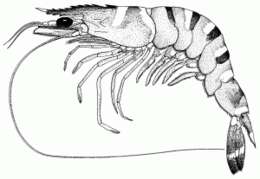 Image of Black tiger shrimp