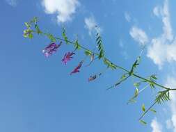 Image of fodder vetch