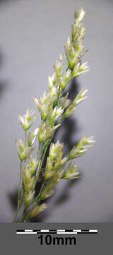 Image of Tufted Hair-grass