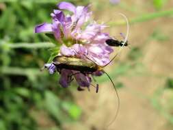 Image of Nemophora metallica