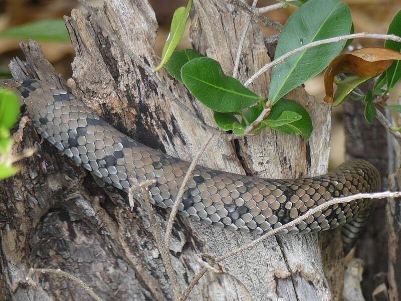 Image of Cubophis Hedges & Vidal 2009