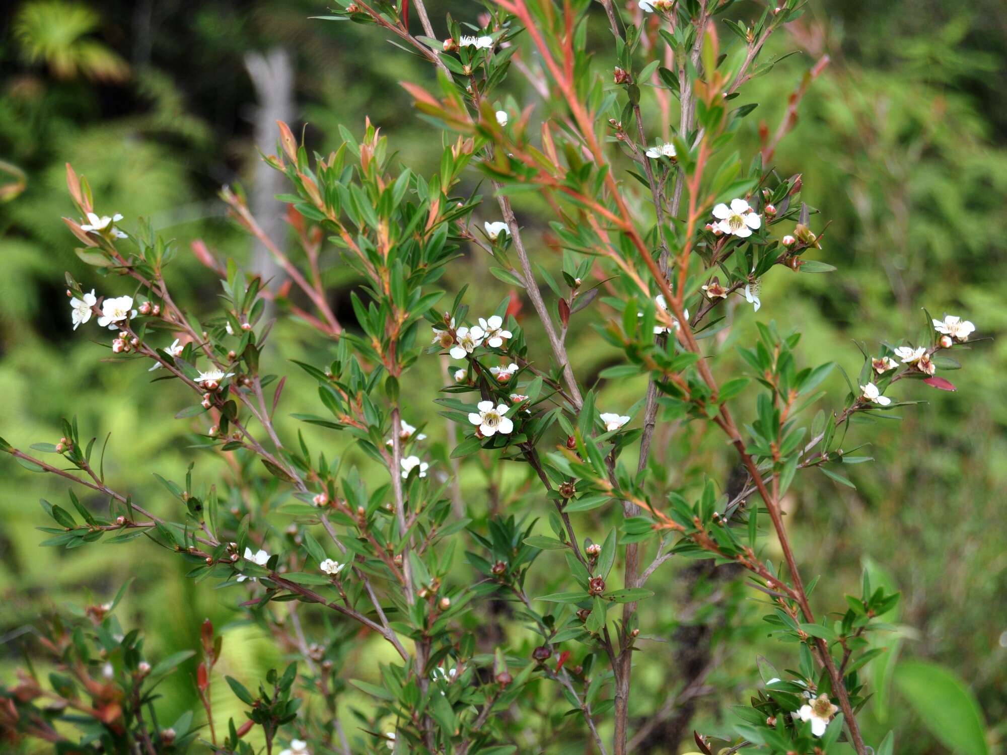 Sivun Leptospermum javanicum Bl. kuva