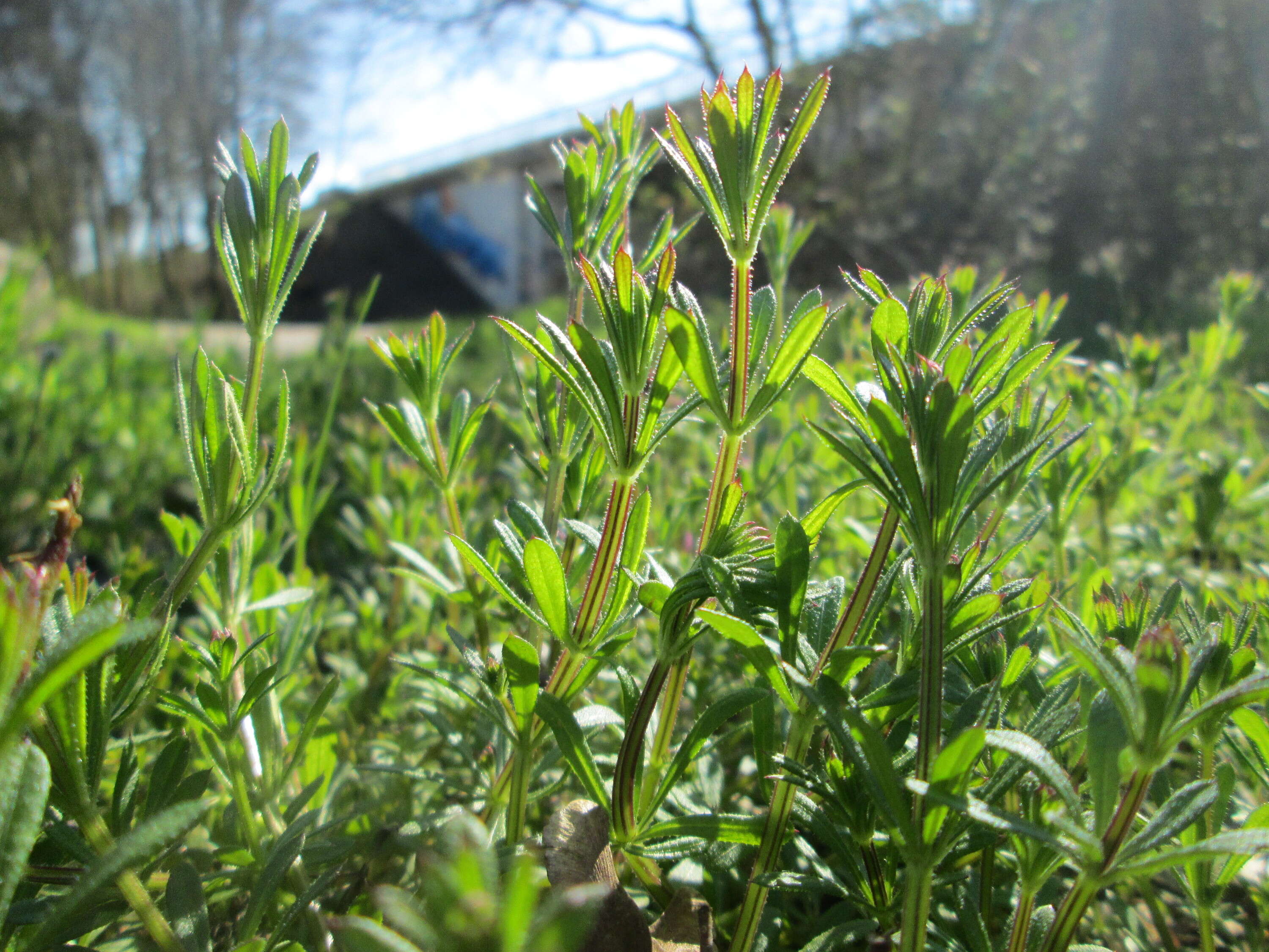 Image of Goosegrass