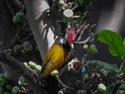 Image of Black-rumped Flameback