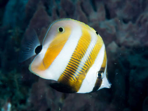 Image of Orangebanded coralfish