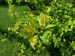 Image of Malus sieversii (Ledeb.) Roem.